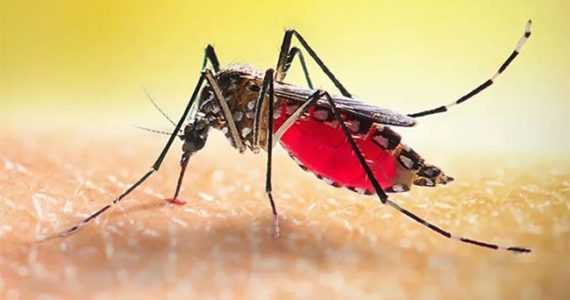 ডেঙ্গুতে ২৪ ঘণ্টায় ৩ জনের মৃত্যু, হাসপাতালে ৮০১